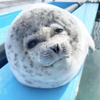 TeamSeal